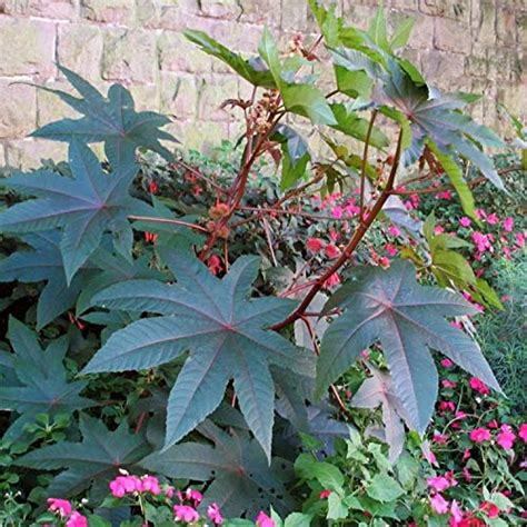 SHOP 360 GARDEN Ricinus Communis, Castor Oil Plant, Castor bean, Arandi, Palm of Christ, Palma ...