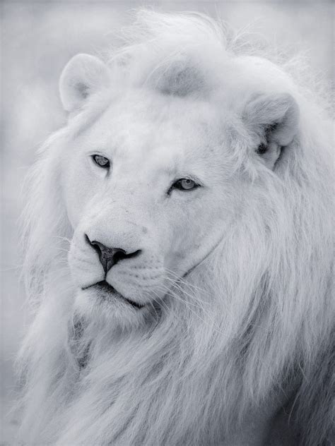 White Lion Wallpaper Hd 1080P