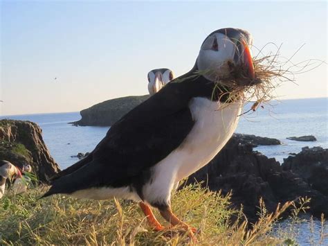 Newfoundland Puffins | Newfoundland travel, Newfoundland, Labrador canada