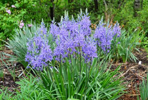 Camassia quamash (North American Wild Hyacinth)