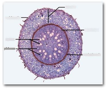 Monocot Root Diagram Diagram | Quizlet