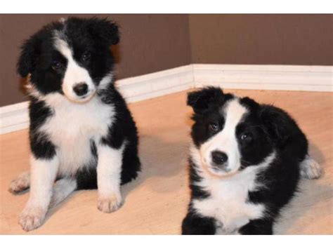 border collie australian shepherd mix puppies Apple Valley - Puppies for Sale Near Me