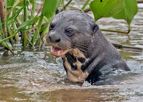 Giant Otters of the Three Brother River in Brazi's Pantanal