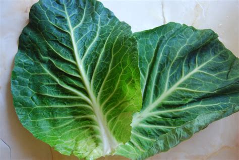 Cabbage Facts, Health Benefits and Nutritional Value