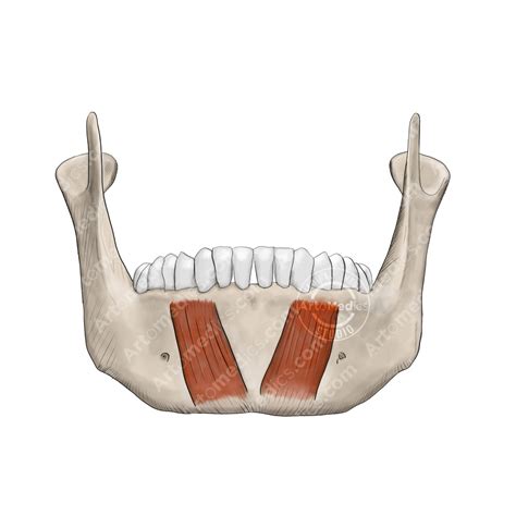 Mentalis Muscle - Artomedics Studio