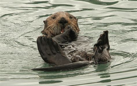 Sea otters: Here’s what you otter know. - The Washington Post
