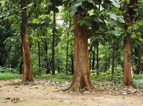 Teak Tree Seeds | Etsy