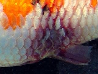 Pseudomonas fluorescens | Koi Fish Information
