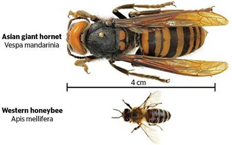 Como saber si hay "murder hornets" en tu zona? - Forocoches