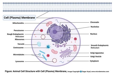 Animal Cell- Definition, Structure, Parts, Functions, Labeled Diagram