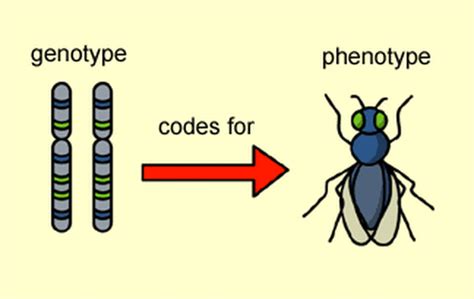 Predicting and Calculating Phenotype & Genotype Ratios/Probabilities ...