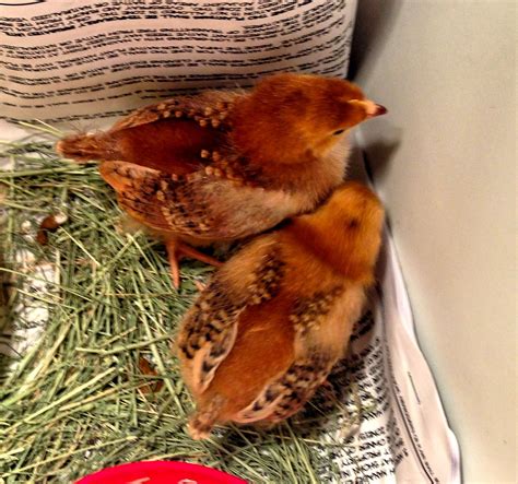 Rhode Island Red chicks, two weeks old