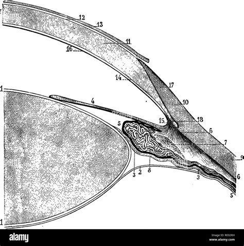 Zonule of zinn Black and White Stock Photos & Images - Alamy