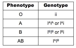 Genotype And Phenotype Chart
