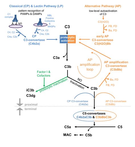 Applied Immunology