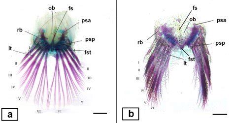 Pelvic fin skeletal system of B. boddarti fused pelvic fins, a, and P ...