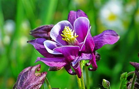 Columbine Flowers Plant - Free photo on Pixabay - Pixabay