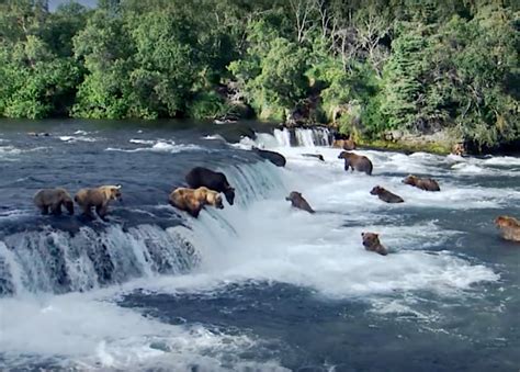 30 Best Nature Documentaries of All Time | Stacker