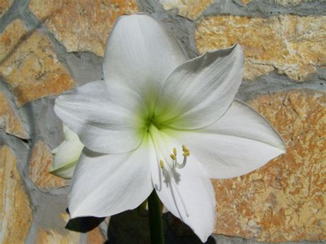 Free Images : white, flower, petal, botany, flora, narcissus, lily ...