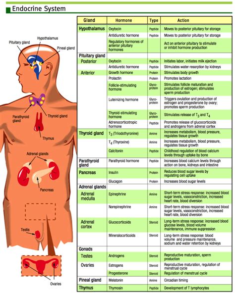 Endocrine System Chart on Meducation