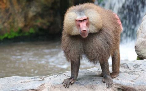 Resultado de imagen para monos | Baboon, Monkey pictures, Animals