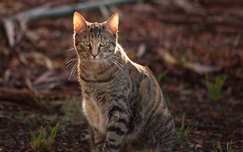 Feral Cats in Australia Sentenced to Death by Sausage | Live Science