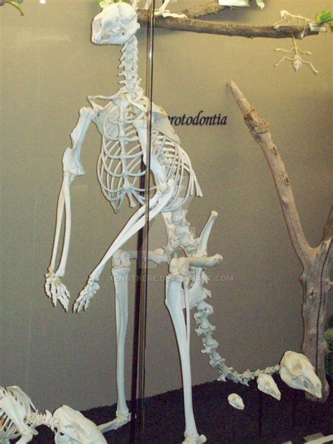 MOO Kangaroo Skeleton by Xenothere on DeviantArt