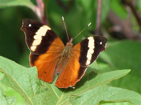 Family Nymphalidae (Brush-footed Butterflies) | Butterflies and Moths of North America