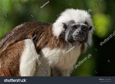 3,656 Tamarin Primate Images, Stock Photos & Vectors | Shutterstock