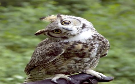 Why Do Owls Hoot? | Wonderopolis