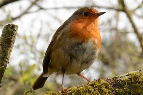 Red Robin Meaning & Symbolism (A Beacon of Hope & Renewal)