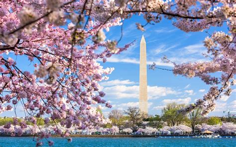 Washington DC Cherry Blossom Wallpapers - Top Free Washington DC Cherry ...