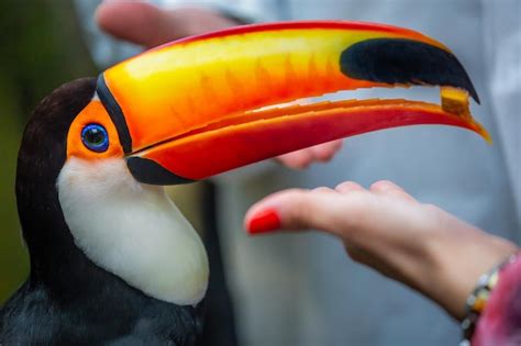 Premium Photo | Colorful toco toucan tropical bird eating portion in pantanal brazil