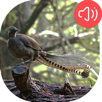 Lyrebird Sounds for Android - APK Download