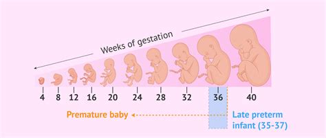 When is a baby considered premature?