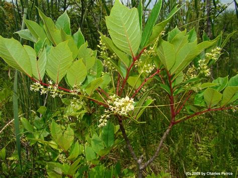 poison sumac picture - pictures, photos