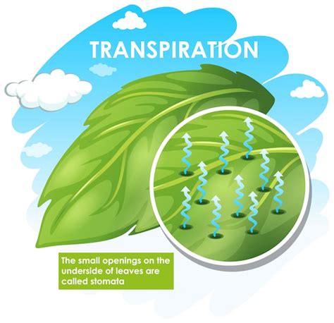 Diagrama mostrando a transpiração na planta | Vetor Grátis