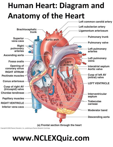 Human Heart Anatomy Worksheet