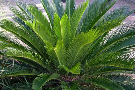 18 Small or Dwarf Palm Trees: Perfect Addition To A Garden - EatHappyProject