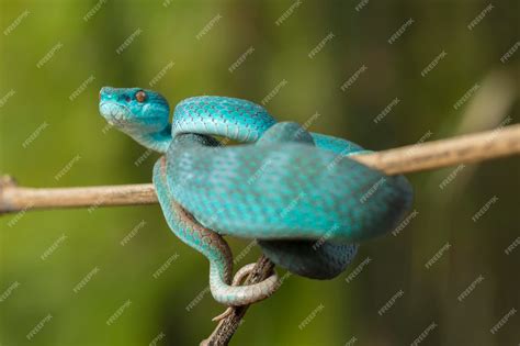 Premium Photo | Blue insularis snake (trimeresurus insularis) white ...