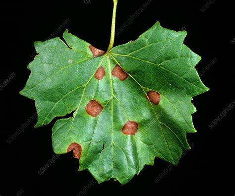 Black rot of grape - Stock Image - C012/1047 - Science Photo Library