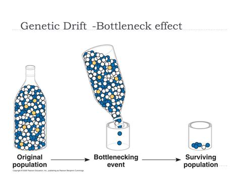 Genetic Drift