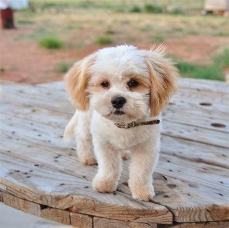 shih poo - Google Search | Teddy bear puppies, Shih tzu poodle mix ...