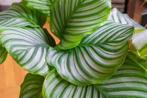 Stunning Varieties of Calathea Lutea for Your Garden | Plantly