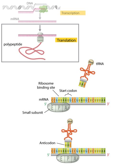 Translation: DNA to mRNA to Protein | Learn Science at Scitable