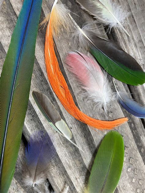 Set of 37 diverse parrot feathers cruelty free natural | Etsy