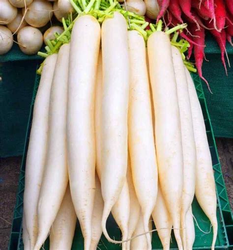 White Radish: Health Benefits and Nutrition Facts – Healthy Day