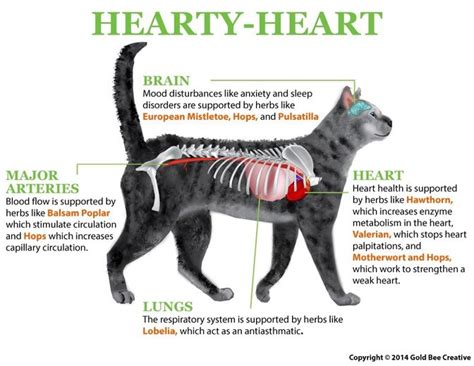 Hearty-Heart for Cat Heart Disease | NHV Natural Remedies