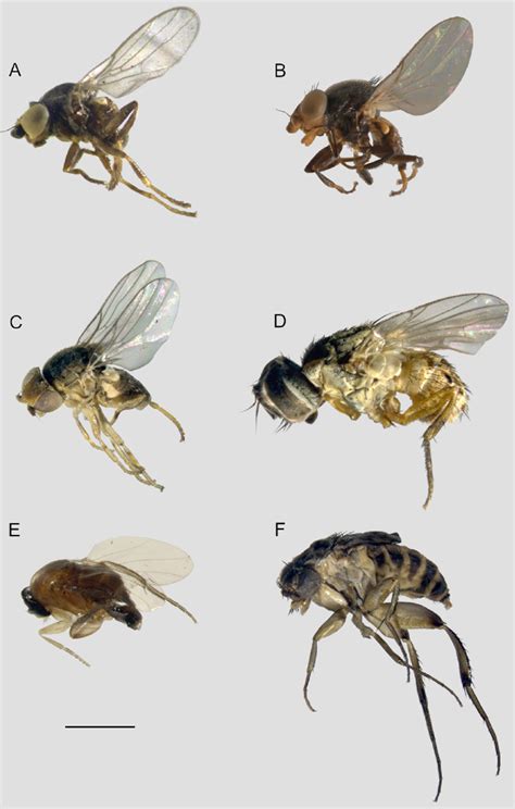 Chloropidae. A, Apallates sp.; B, Chaetochlorops inquilinus; C ...