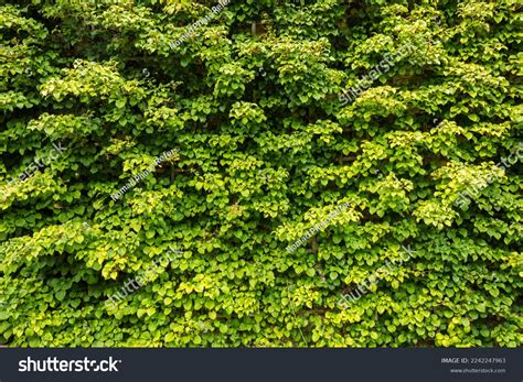 Ivy Wall Texture Background Wallpaper Stock Photo 2242247963 | Shutterstock